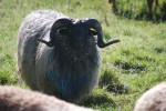 Ram