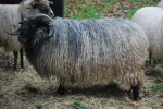 Ram 2014/2015