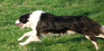 Jace