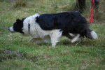 Jace bij de schapen